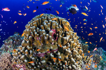 Obraz premium Colorful tropical fish swimming around a coral reef