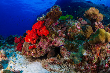 Naklejka na ściany i meble Moray Eel in a hole on a tropical coral reef