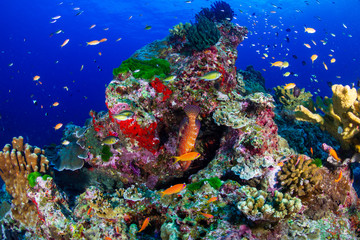 Fototapeta na wymiar Colorful Grouper swimming over a healthy tropical coral reef