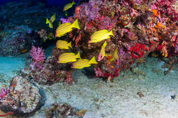 Schools of colorful tropical fish swimming around a healthy, thriving tropical coral reef