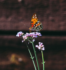 Orange Butterfly on Purple Flowers