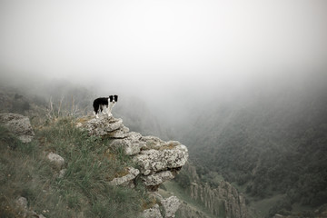 black and white dog border collie stayon rock in fog with flowers in mountain