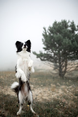 Naklejka na ściany i meble portrait black and white dog border collie stand in field on mountain and dance