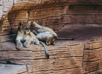 Pair of Lion Cubs