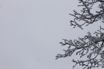 Beautiful tree in pure white snow