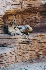 Pair Of Lion Cubs - Vertical Crop
