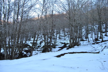 Passeggiando per il bosco