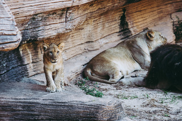 Curious Lion Cub
