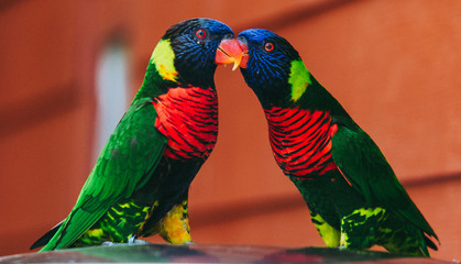 Colorful Lorikeet Perched