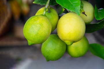 Close up of a branch filled with lemons in the backyard in Southern California