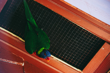 Colorful Lorikeet Perched Upside Down