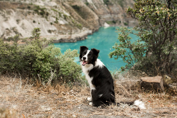 black and white dog border collie sit beiside lake in mountain