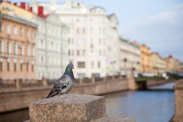 Pigeon on the street of St. Petersburg in the morning.
