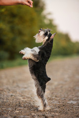 cute black and white schnauzer stay on legs