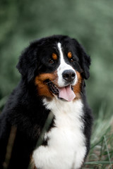 portrait beautiful Bernese mountain dog sit in the forest