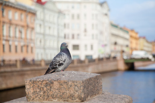 Pigeon on the street of St. Petersburg in the morning.