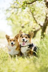 two cool corgi dog in the sunny park