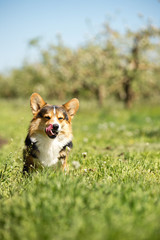 amaizing portrait of cool corgi dog sit in the sunny park on grass and smiling