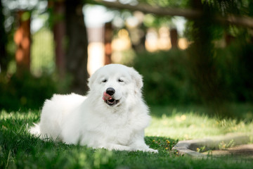 amazing dog morema lay on grass in sunshine and lick