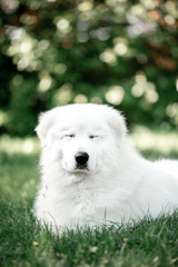 amazing portrait dog morema lay on grass in sunshine