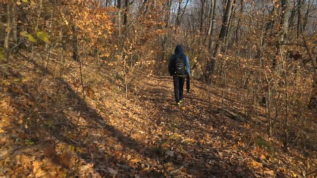 Outdoorsy photographer with a backpack walking in forest, gimbal tracking shot