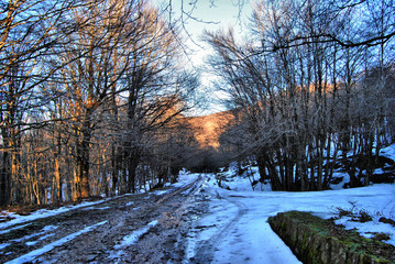 Passeggiando per il bosco
