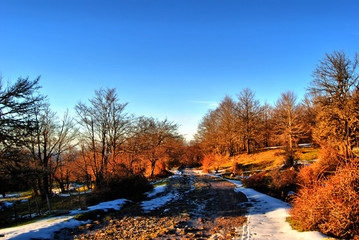 Passeggiando per il bosco