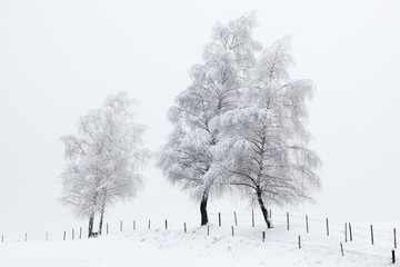 Von Nebel und Frost vereiste Birken