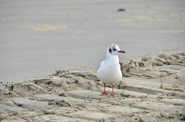 Inselmöve, am Strand von Langeoog, Insel