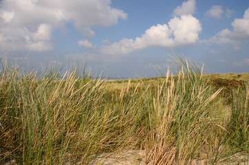 Dünengras im Wind, auf einer Nordseeinsel, Langeoog