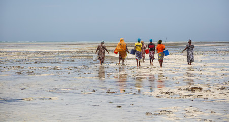 Muschelsucherinnen am Strand von Michamvi, Sansibar