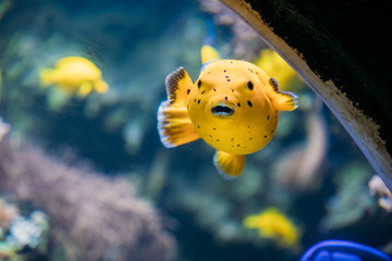 Yellow Blackspotted Puffer Or Dog-faced Puffer Fish Arothron Nig