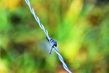Stacheldraht