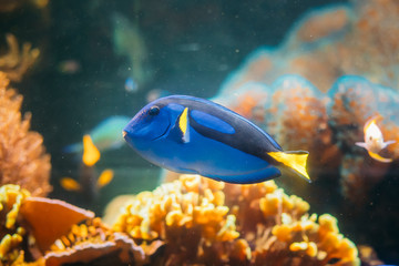 Fototapeta na wymiar Blue Tang Fish Paracanthurus Hepatus Swimming In Water. Popular 