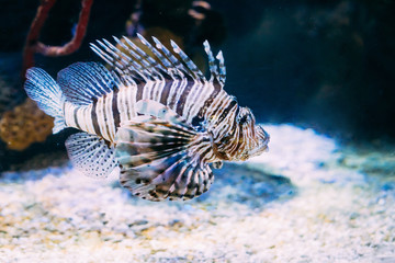 Fototapeta na wymiar Red Lionfish Pterois Volitans Is Venomous Coral Reef Fish Swimmi