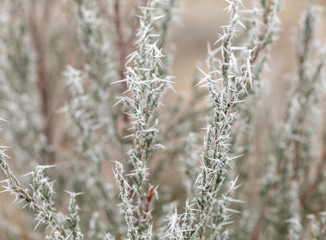 Macro view of tree branches with needle frost on it