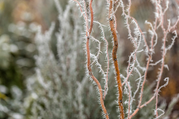 Naklejka premium Macro view of tree branches with needle frost on it