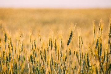 Young Green Wheat Field In June Month