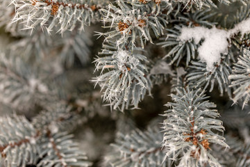 Naklejka na ściany i meble Macro view of tree branches with needle frost on it