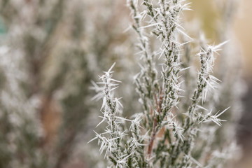 Fototapeta premium Macro view of tree branches with needle frost on it