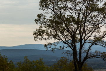 tree against mountain backgroud