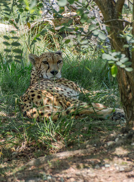 Cheetah resting in the shade of a tree. Sunny afternoon