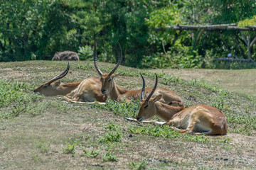 Group of antelopes Kobus leche resting on a grass. Summer sunny day