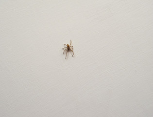 spider animal of phylum Arthropoda (arthropod)