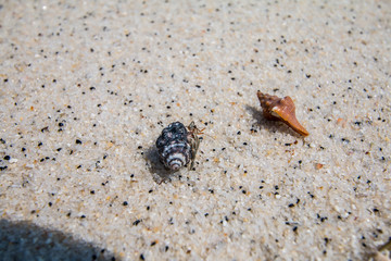 hermit crab