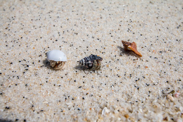 hermit crab