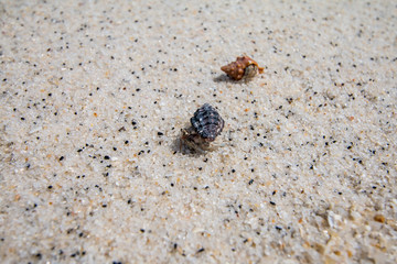 hermit crab