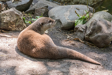 Obraz premium Otter lying on the rocks. Summer sunny day