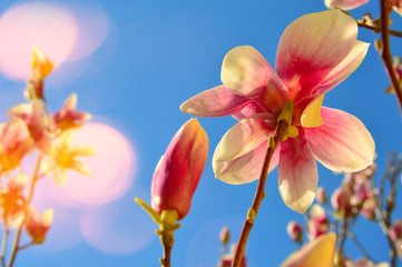 pink spring magnolia flowers