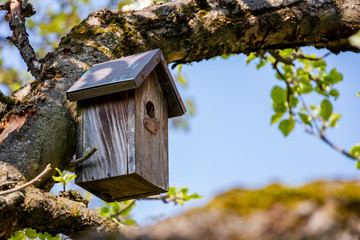 Birdhouse on tree at springtime